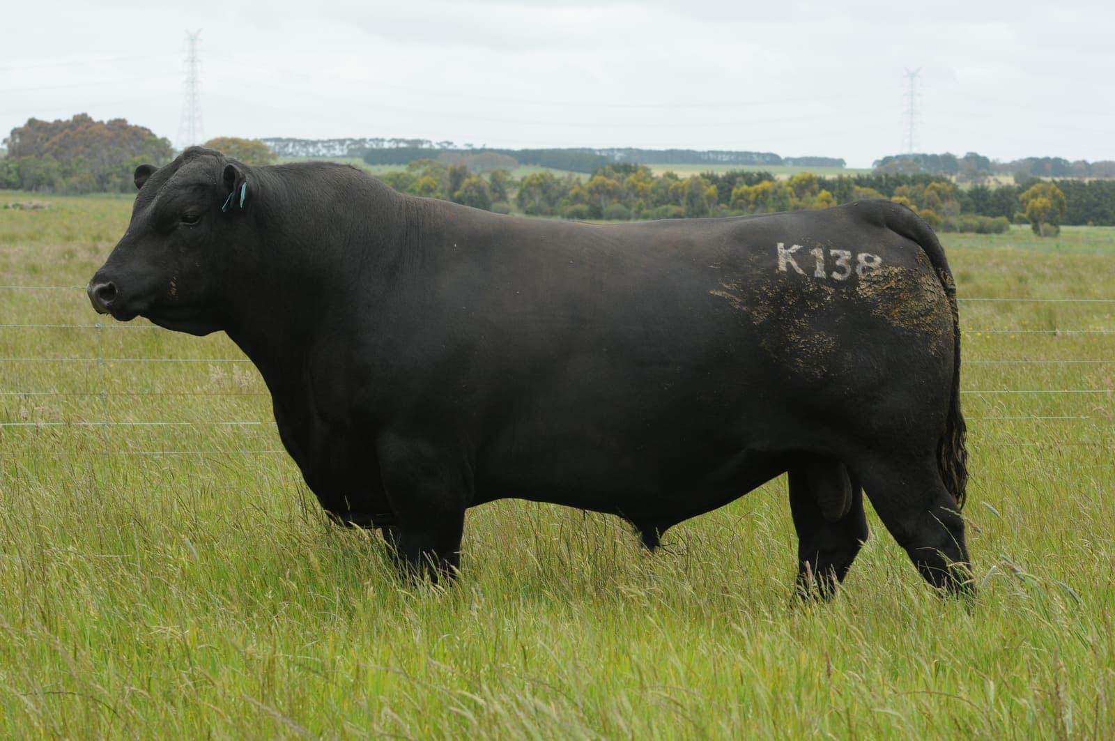 TE MANIA KIRBY K138 (AI)