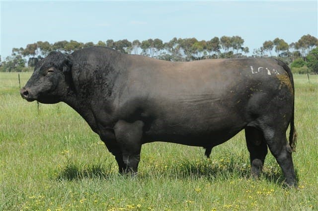 TE MANIA LAYCOCK L614 (AI) (ET)