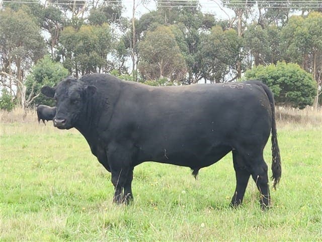 TE MANIA PESO P888 (AI) (ET)