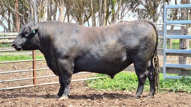 TE MANIA PERU P1164 (AI)