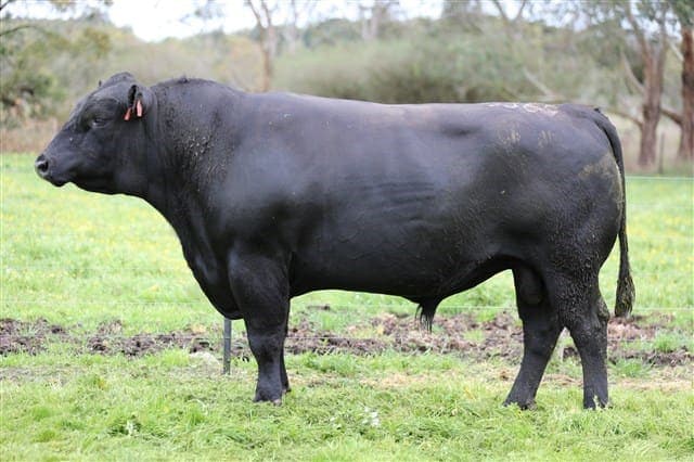 TE MANIA SAVOY S369 (AI)